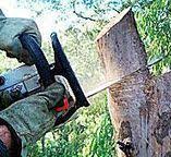 How Our Tree Care Process Works  in  Tano Road, NM