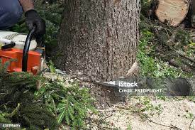 Best Tree Disease Treatment  in Tano Road, NM