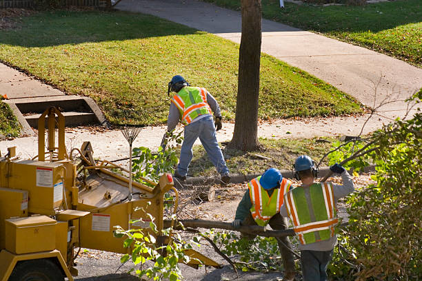 Best Organic Lawn Care Solutions  in Tano Road, NM