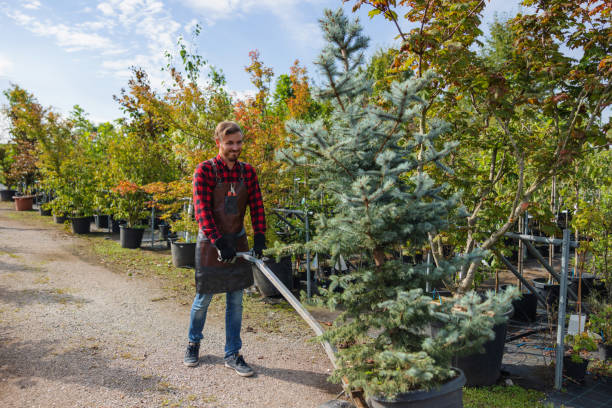 Best Fruit Tree Pruning  in Tano Road, NM