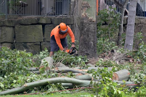 Best Tree Preservation Services  in Tano Road, NM