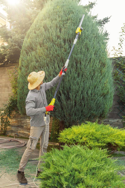 Best Lawn Renovation and Restoration  in Tano Road, NM