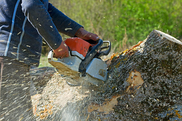 Best Root Management and Removal  in Tano Road, NM