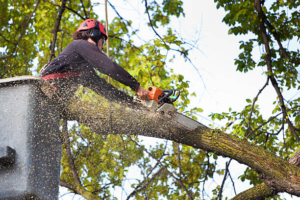Best Emergency Tree Removal  in Tano Road, NM