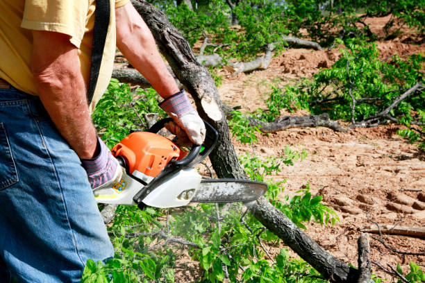 Best Seasonal Cleanup (Spring/Fall)  in Tano Road, NM